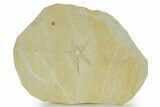 Floating Crinoid (Saccocoma) Fossil - Solnhofen Limestone #377277-1